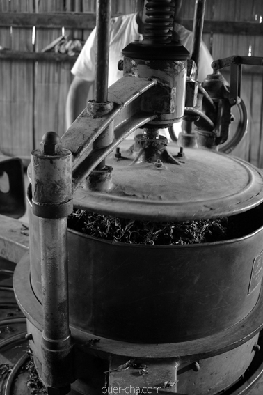巴達古樹紅餅2010年紅茶づくり