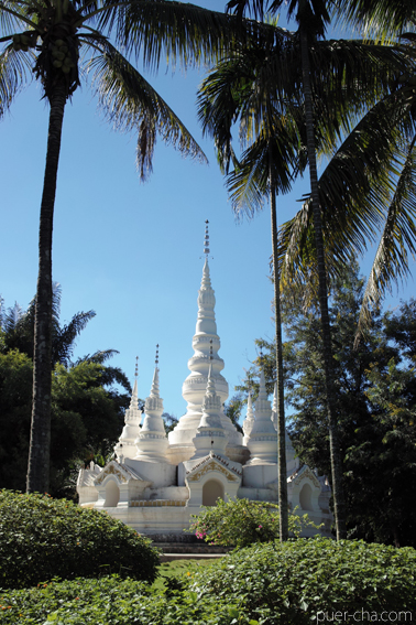 巴達古樹紅餅2010年紅茶づくり