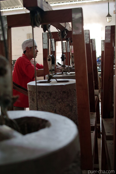 巴達古樹紅餅2010年紅茶づくり