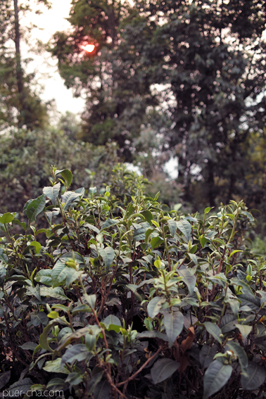 巴達古樹紅餅2010年紅茶づくり