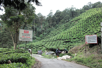Cameron Highland BOHTEA