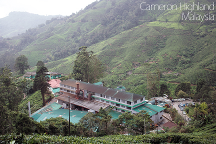 Cameron Highland BOHTEA