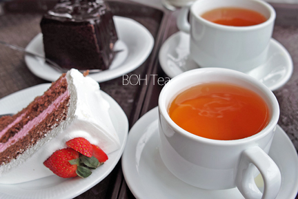 Cameron Highland BOHTEA