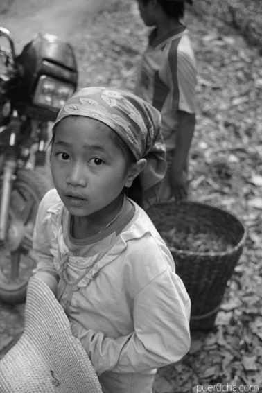 巴達古樹紅餅2010年紅茶づくり