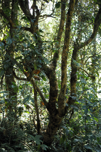 野生種の茶樹