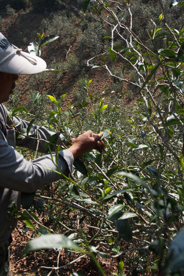 漫撒古樹青餅2013年プーアル茶