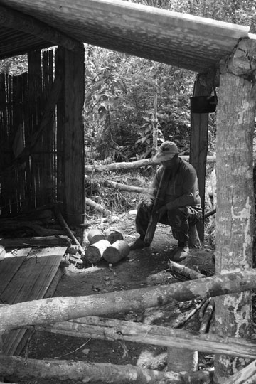 漫撒古樹青餅2013年プーアル茶