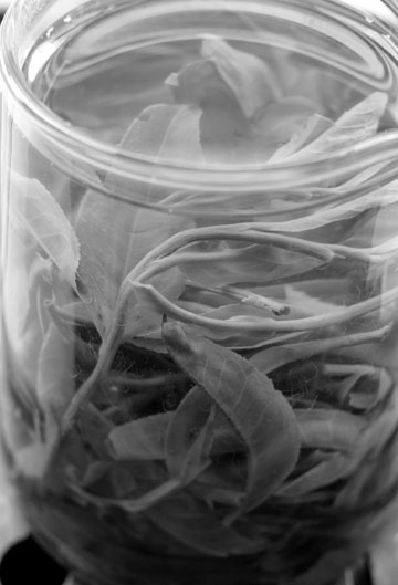 漫撒古樹青餅2013年プーアル茶