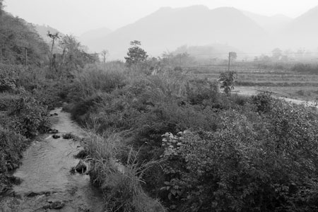 漫撒古樹青餅2013年プーアル茶