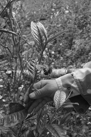 漫撒古樹青餅2013年プーアル茶