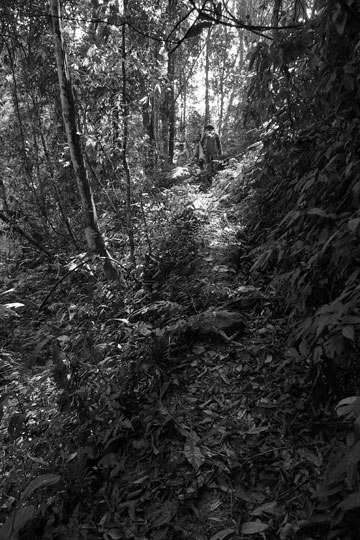 漫撒古樹青餅2013年プーアル茶