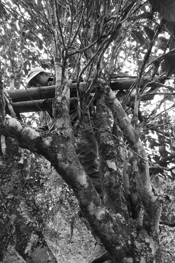 漫撒古樹青餅2013年プーアル茶