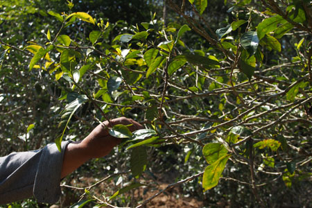 漫撒古樹青餅2013年プーアル茶