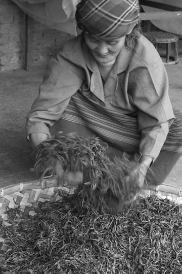 漫撒古樹青餅2013年プーアル茶