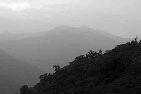 漫撒古樹青餅2013年プーアル茶