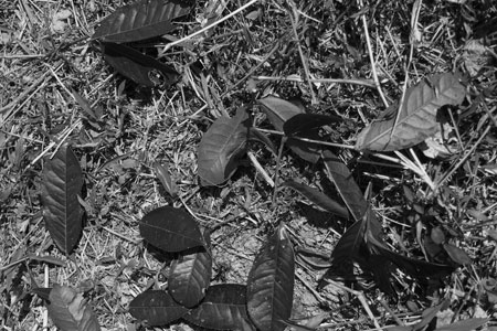 漫撒古樹青餅2013年プーアル茶