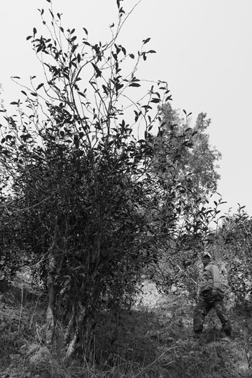 漫撒古樹青餅2013年プーアル茶