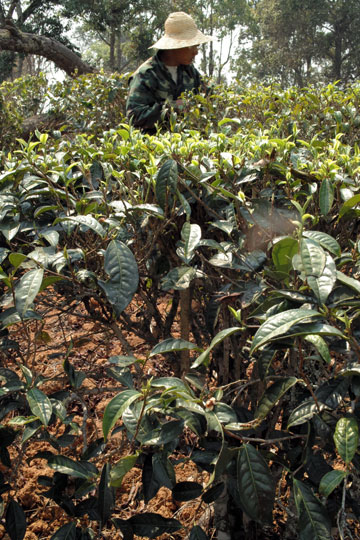 漫撒古樹青餅2013年プーアル茶