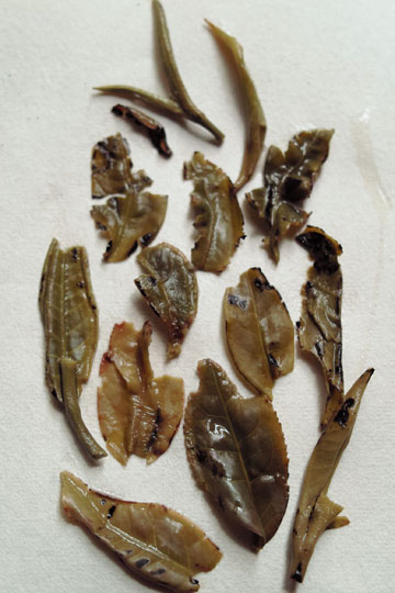 漫撒古樹青餅2013年プーアル茶