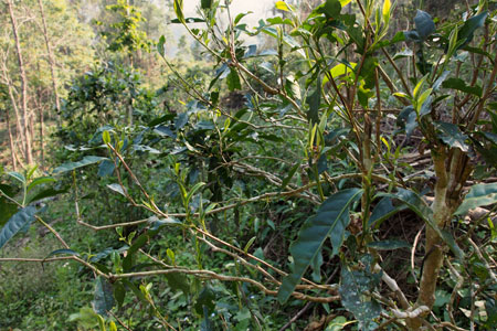 漫撒古樹青餅2013年プーアル茶