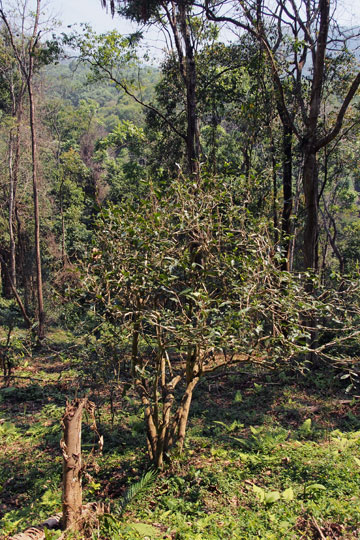漫撒古樹青餅2013年プーアル茶