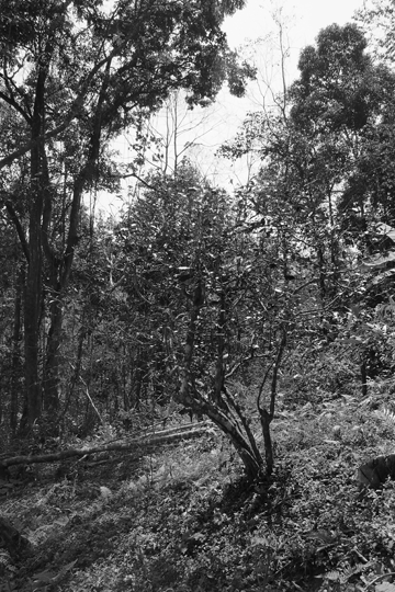 漫撒古樹青餅2013年プーアル茶