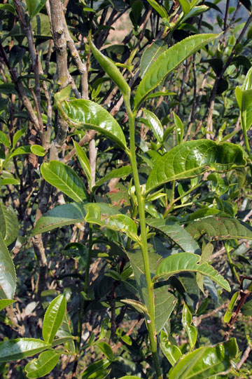 漫撒古樹青餅2013年プーアル茶