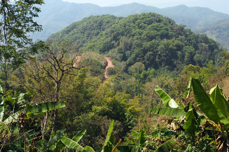 漫撒古樹青餅2013年プーアル茶