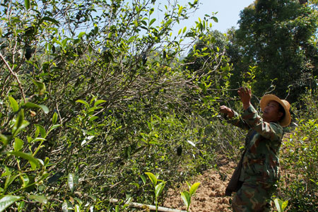 漫撒古樹青餅2013年プーアル茶
