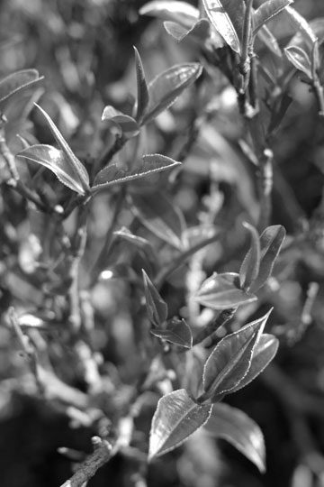 漫撒古樹青餅2013年プーアル茶