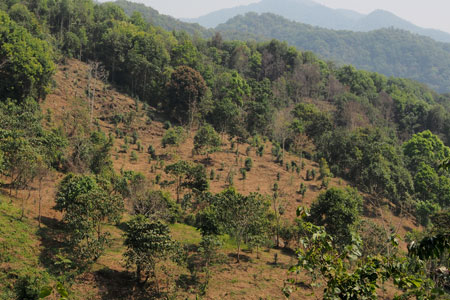 漫撒古樹青餅2013年プーアル茶