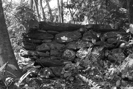 漫撒古樹青餅2013年プーアル茶