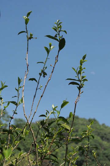 漫撒古樹青餅2013年プーアル茶