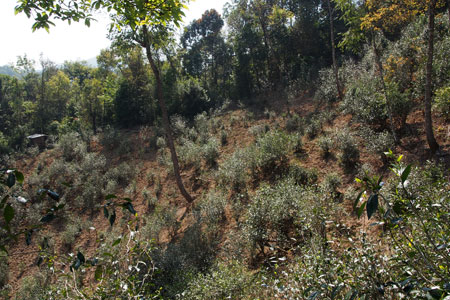 漫撒古樹青餅2013年プーアル茶