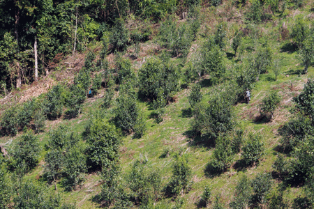 漫撒古樹青餅2013年プーアル茶