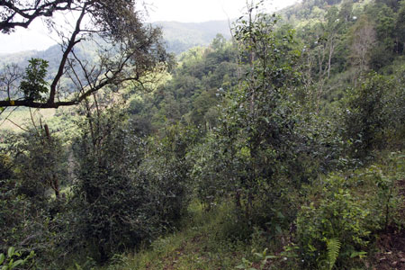 漫撒古樹青餅2013年プーアル茶