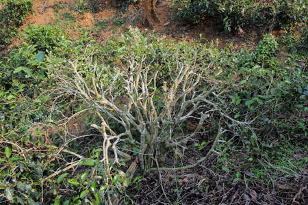 漫撒古樹青餅2013年プーアル茶