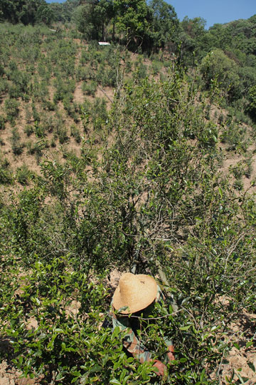 漫撒古樹青餅2013年プーアル茶