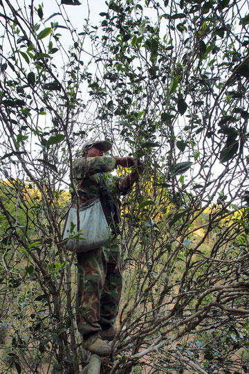 漫撒古樹青餅2013年プーアル茶