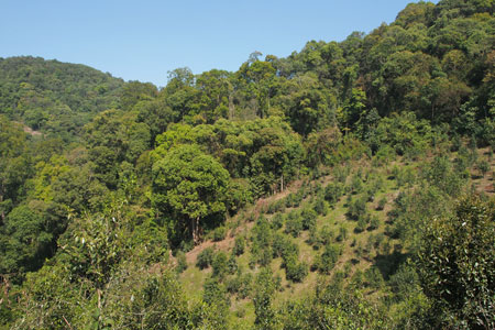 丁家老寨青餅2013年プーアル茶
