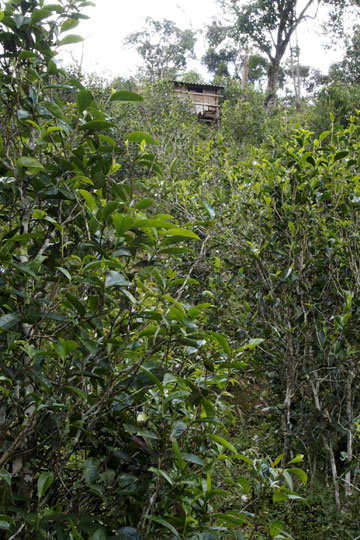 漫撒古樹青餅2013年プーアル茶