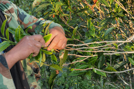 漫撒古樹青餅2013年プーアル茶