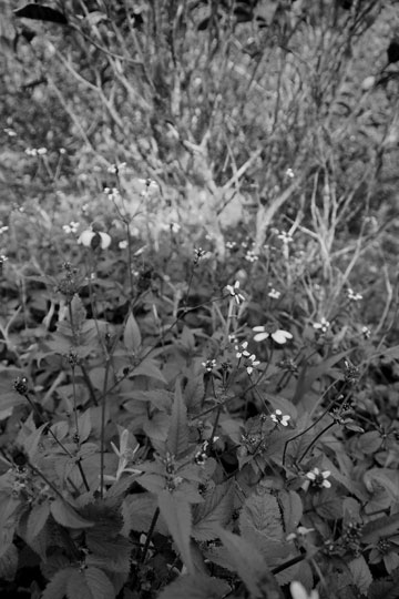 漫撒古樹青餅2013年プーアル茶