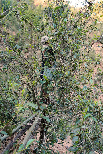 漫撒古樹青餅2013年プーアル茶