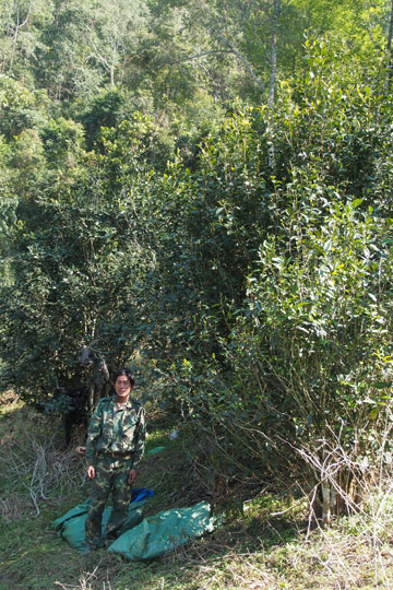 漫撒古樹青餅2013年プーアル茶