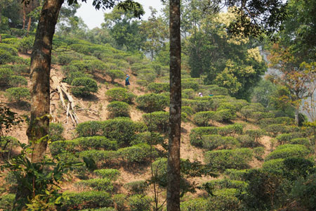 漫撒古樹青餅2013年プーアル茶