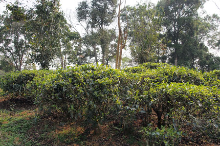 漫撒古樹青餅2013年プーアル茶