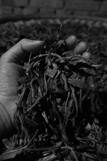 漫撒古樹青餅2013年プーアル茶