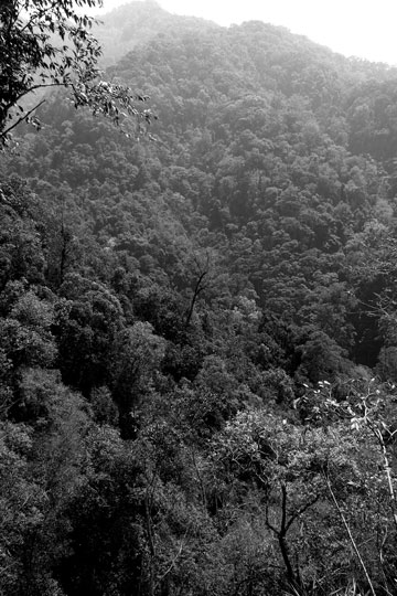 漫撒古樹青餅2013年プーアル茶