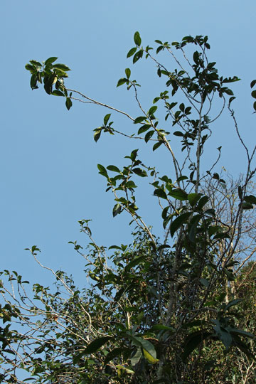 漫撒古樹青餅2013年プーアル茶